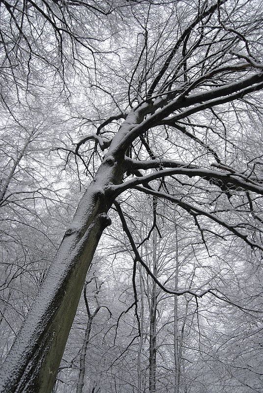 Baum Winter_DSC1360 Kopie.jpg